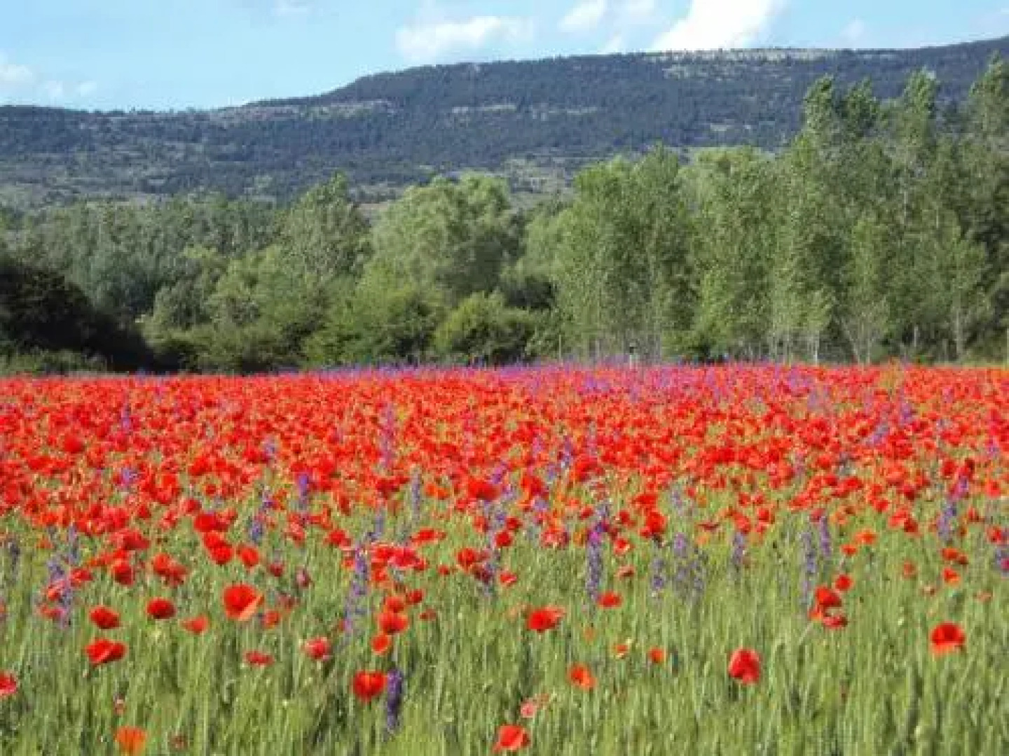Alcalá de la Selva Apartment