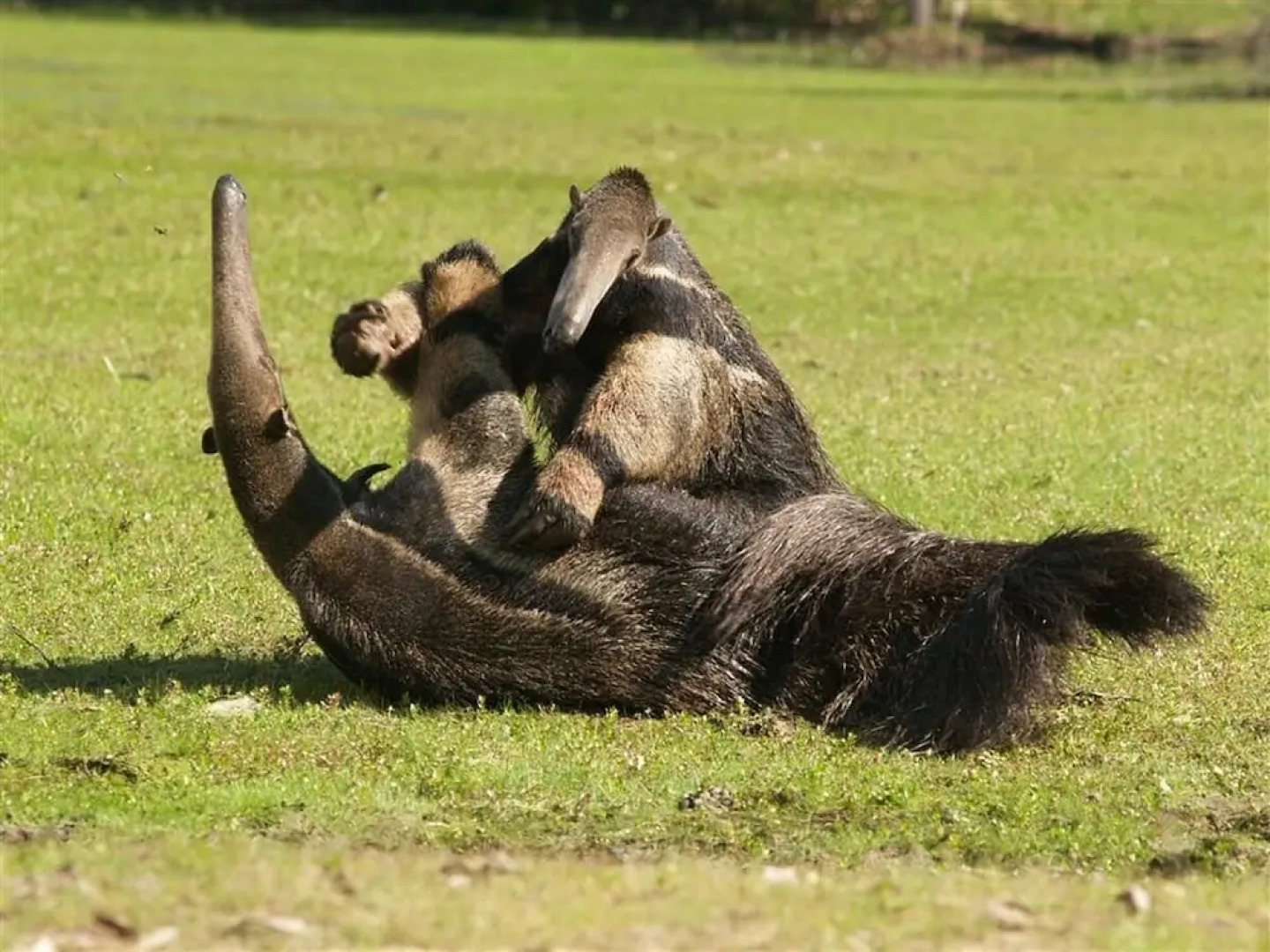 Pousada Do Rio Mutum