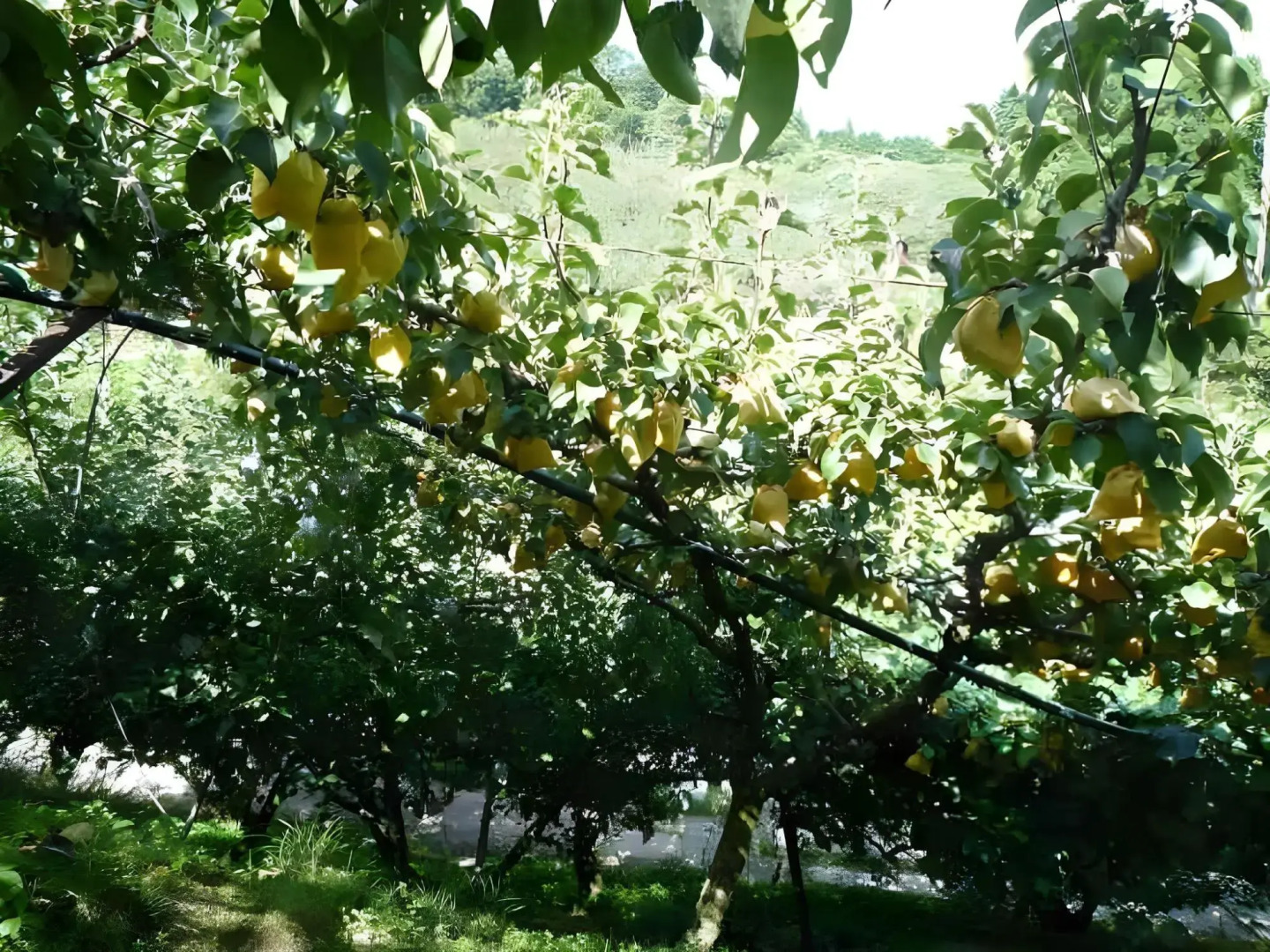 Minshuku Ryokan Miuraya