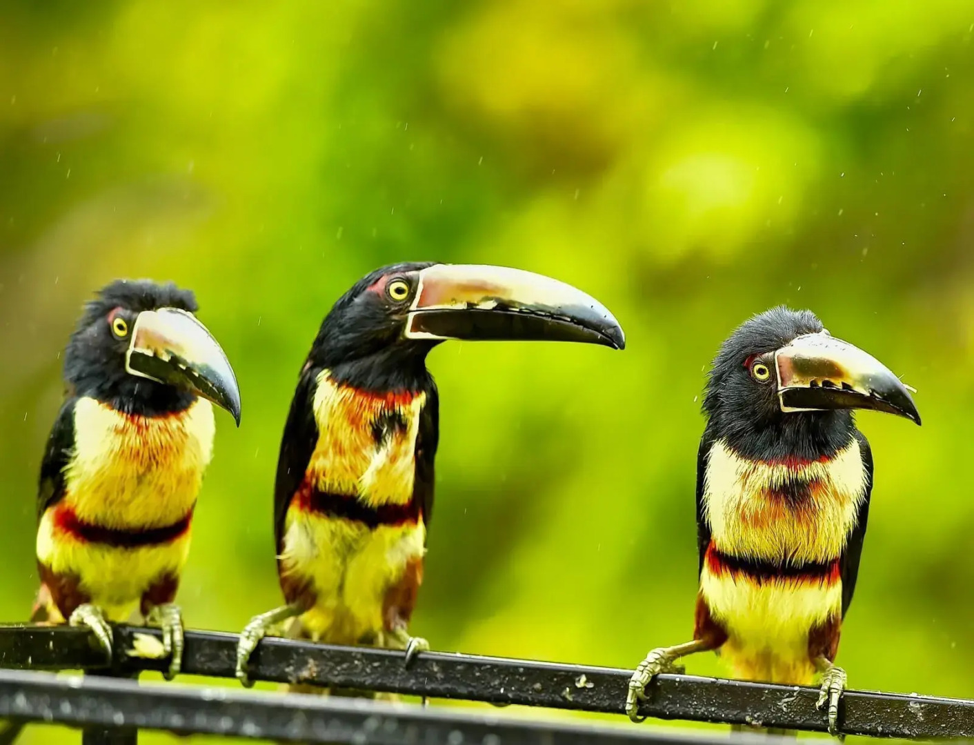 Lake Gardens Arenal Villas
