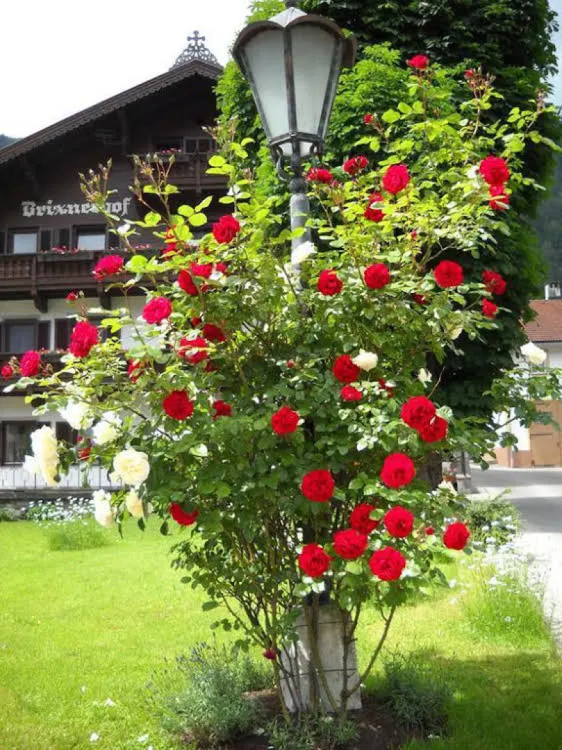 Ferien-Vitalhof Brixnerhof