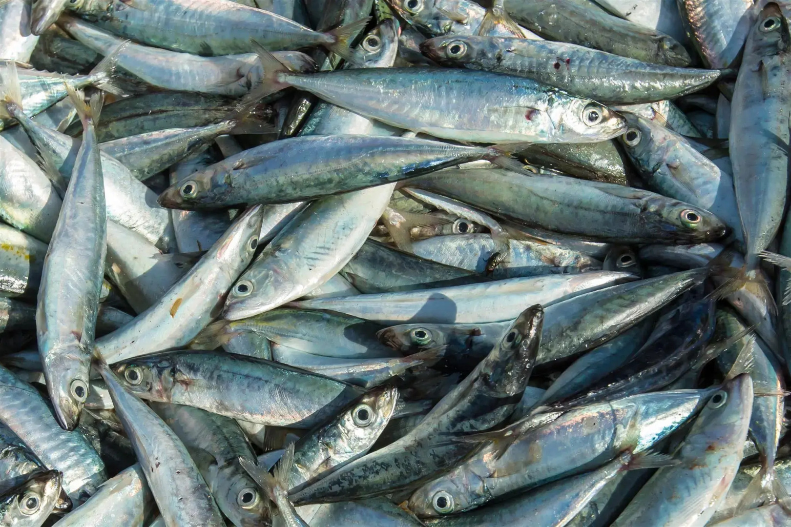 Nyiur Indah Beach Hotel