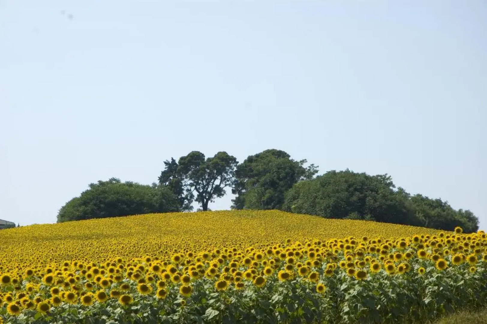 Country House Il Sassòne