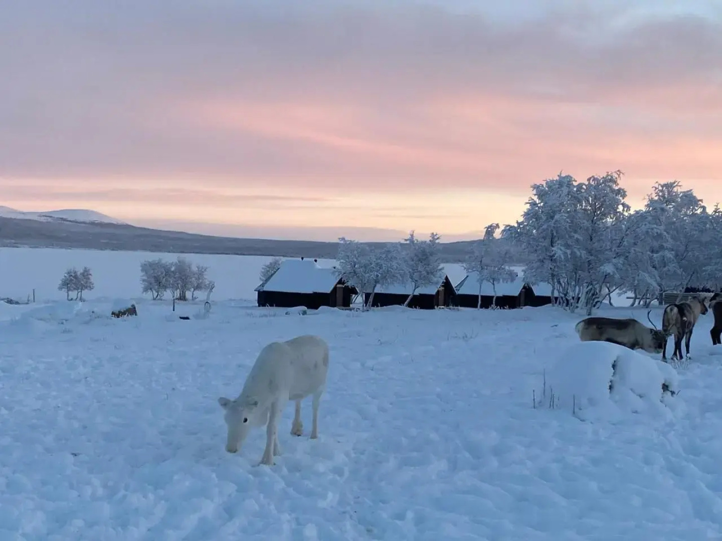 Arctic Land Glass Igloos