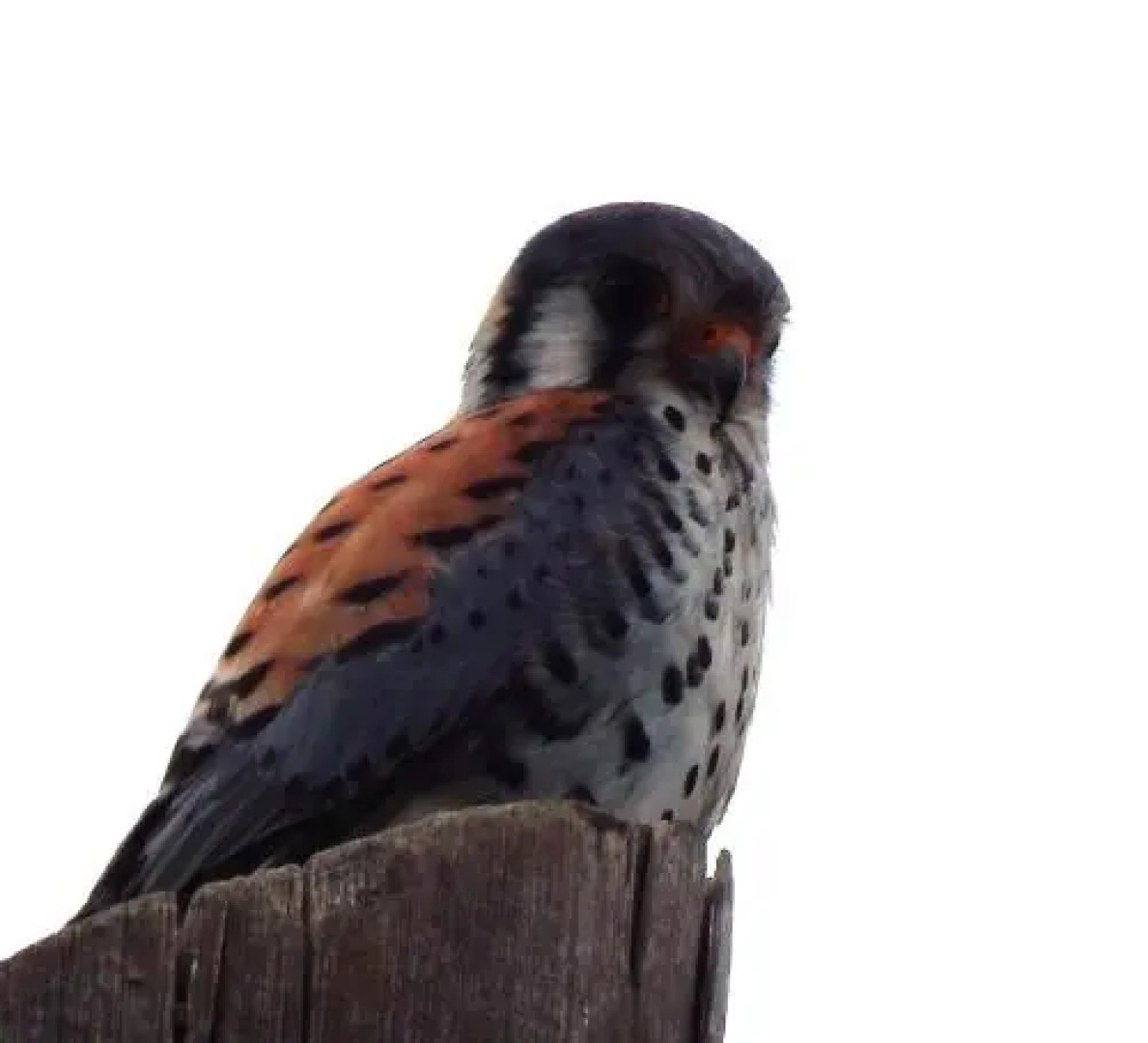 Morada La Silvestre Cabanas