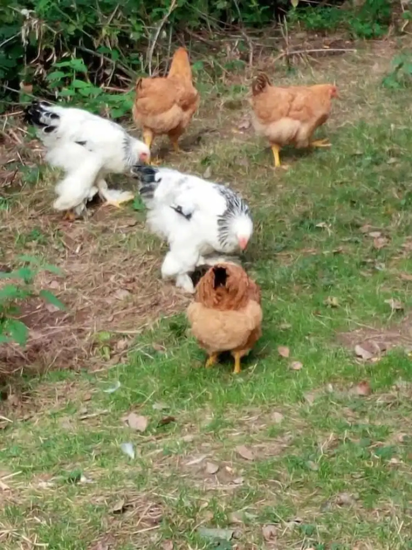 Agriturismo La Giassara