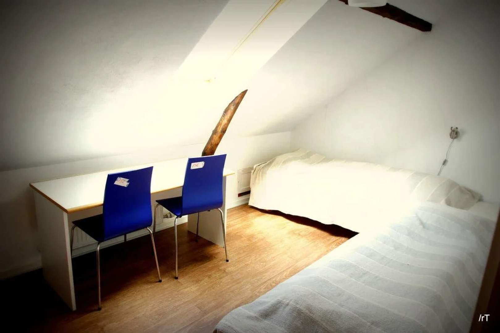 Stutteri Skandi Hest