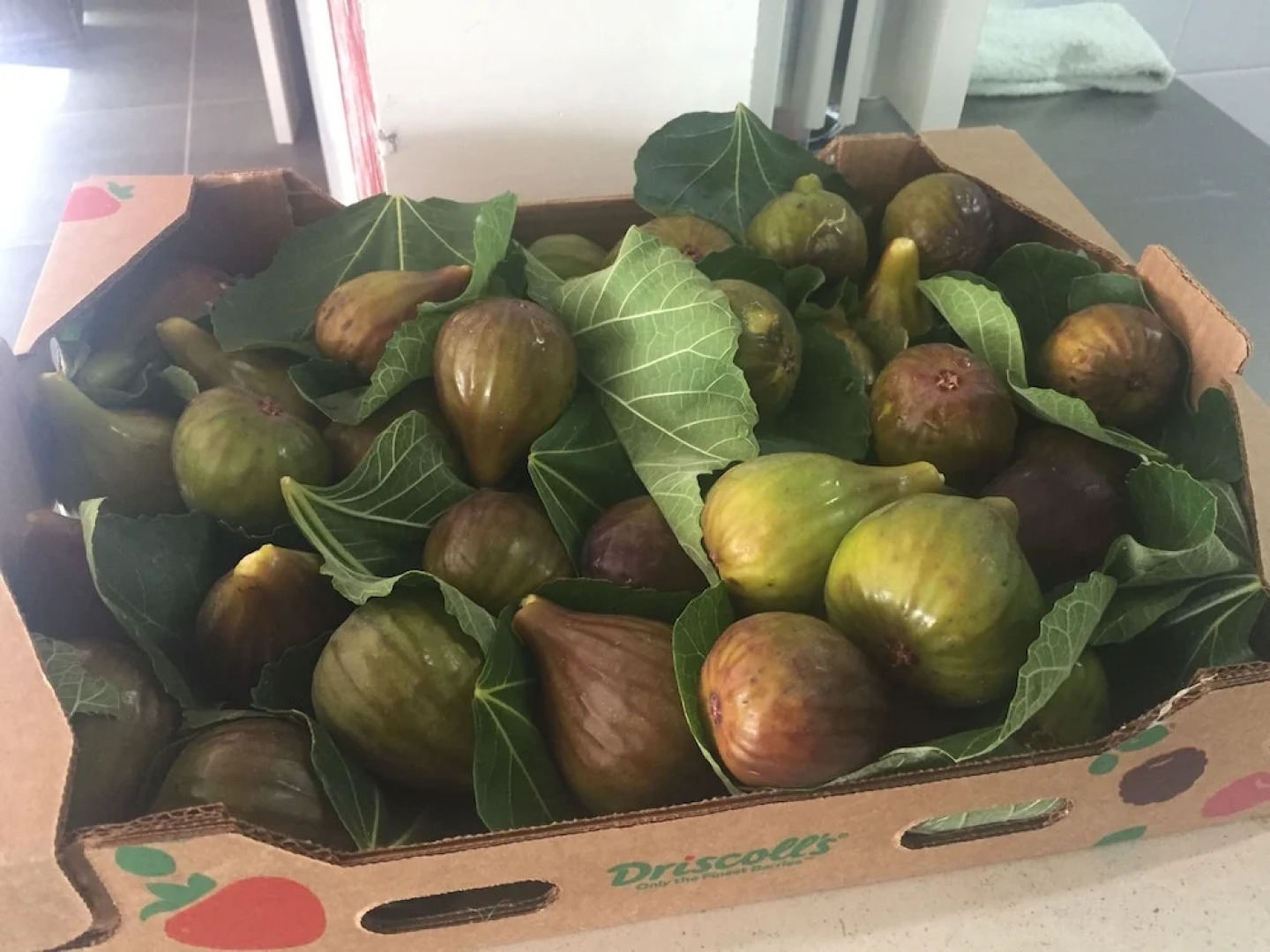 Mercedes Country House