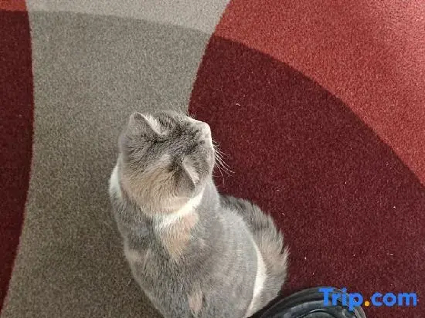 Shankee Hotel (Bome Passenger Station)