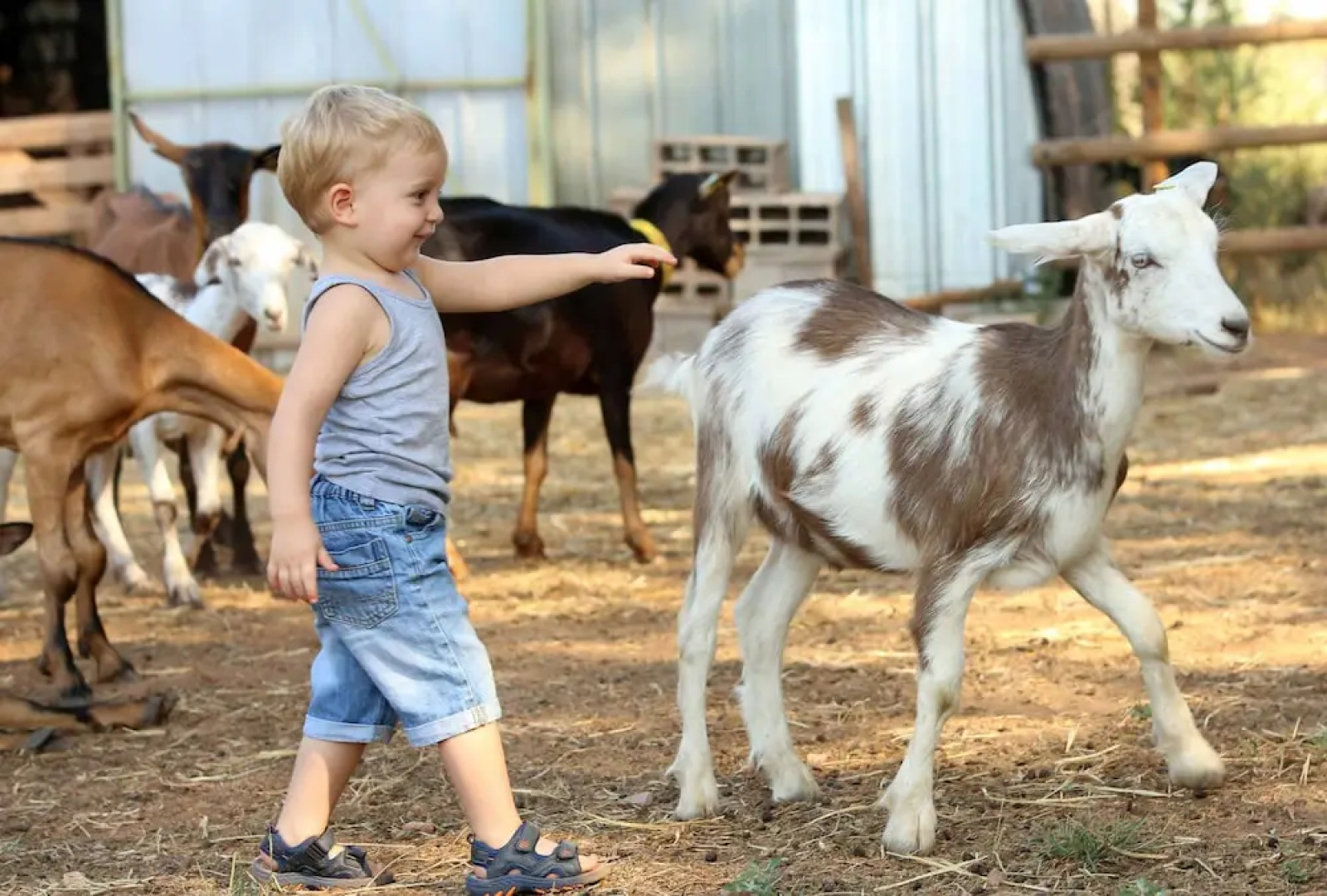 Château Saint-Roux Le Luc- Le Cannet des Maures