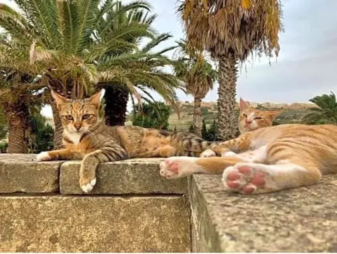 Detached Lodge with Private Pool Surrounded by Nature