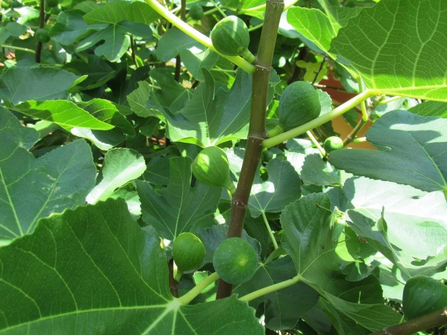 Appartement Weingut Schoberhof