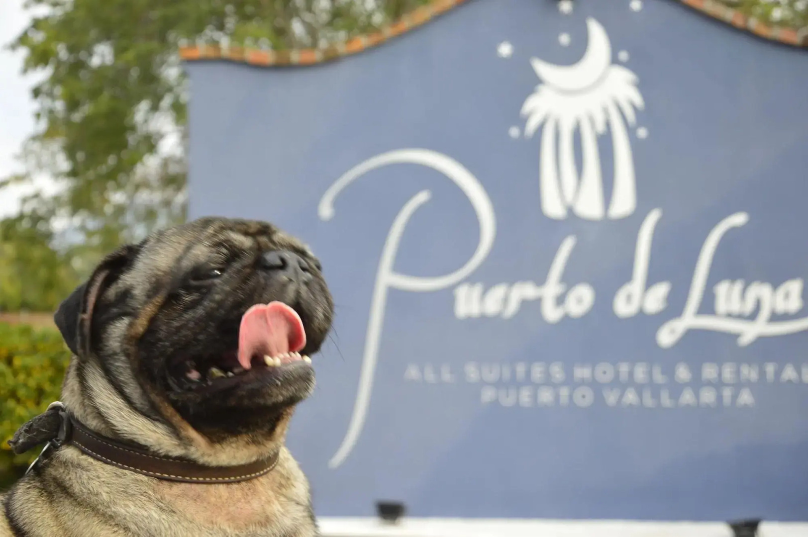 Puerto de Luna Pet Friendly & Family Suites Hotel