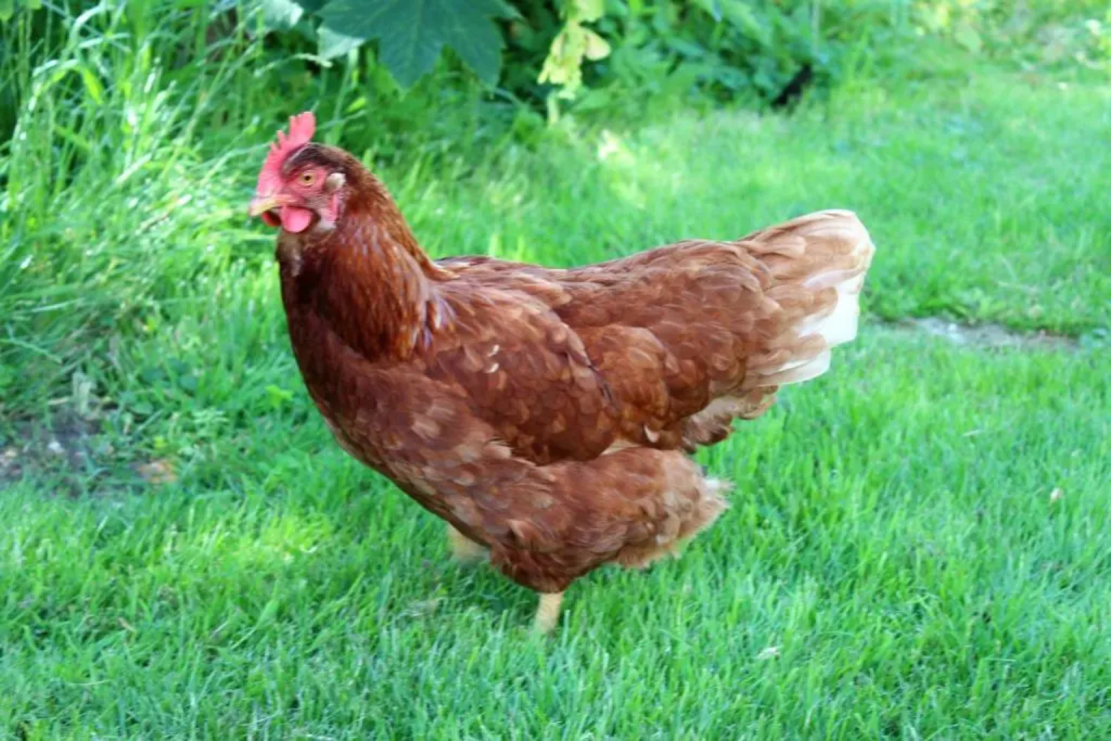 Vakantieboerderij Broeresloot