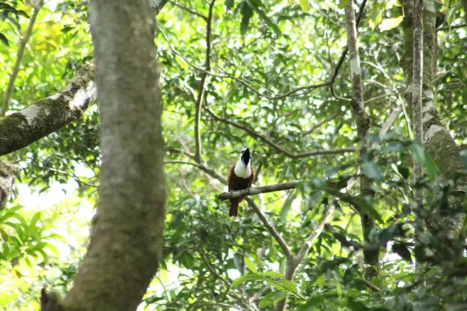 Cabañas La Montaña