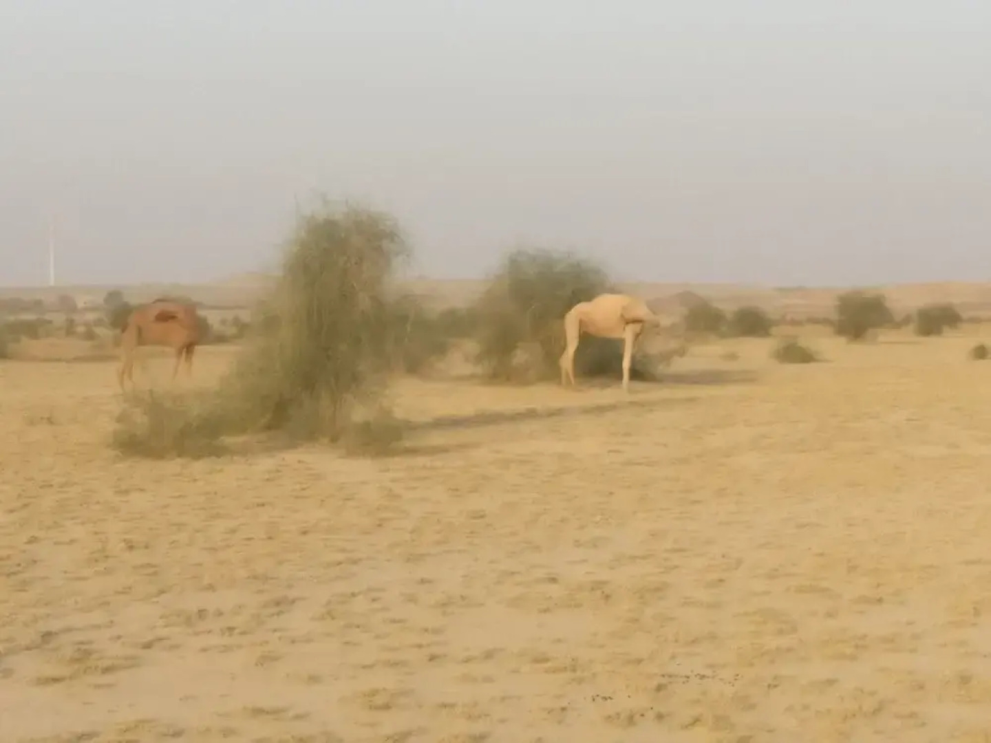 Savi Camps Jaisalmer