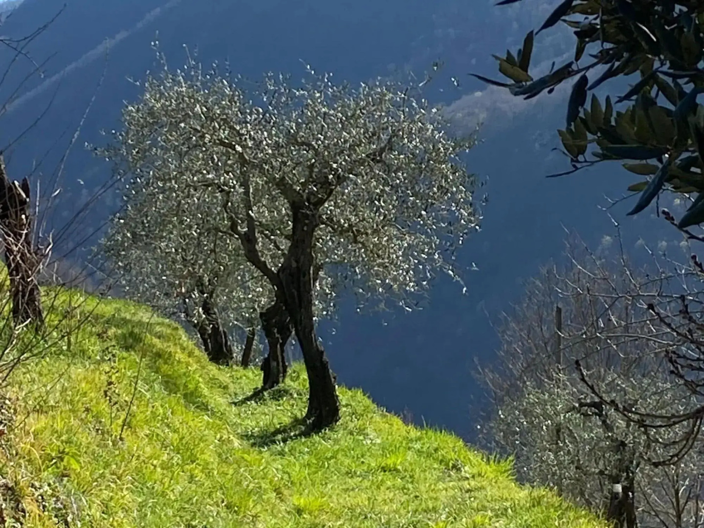 Graceful Cottage in Vergemoli with Private Fenced Garden