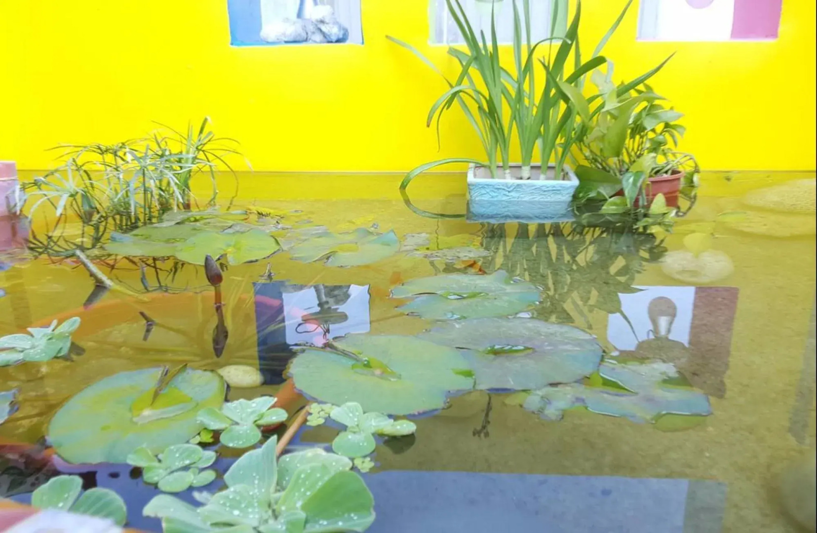 Dreamer 24 Guest House