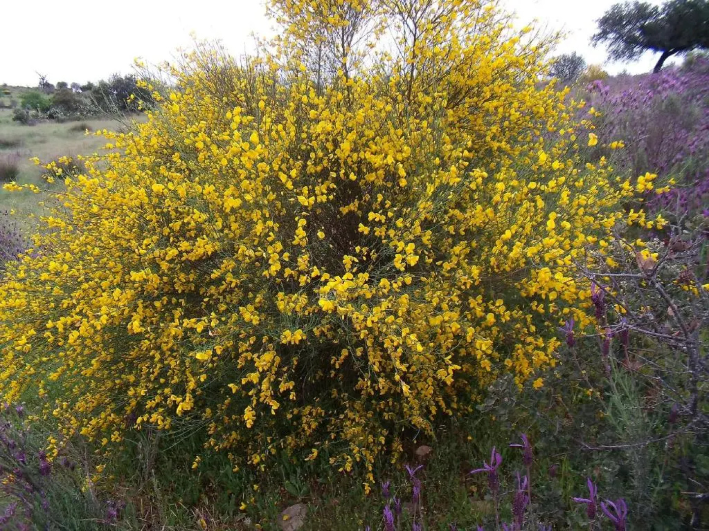 Casa Rural Los Montejos & SPA