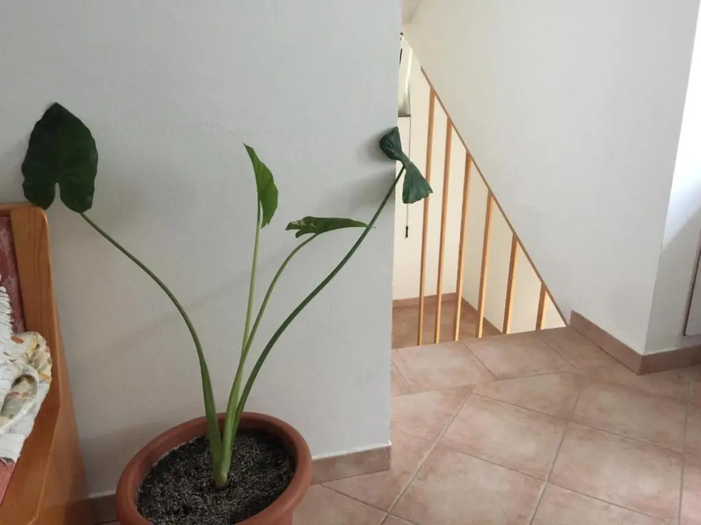 Apartments Palit Rab