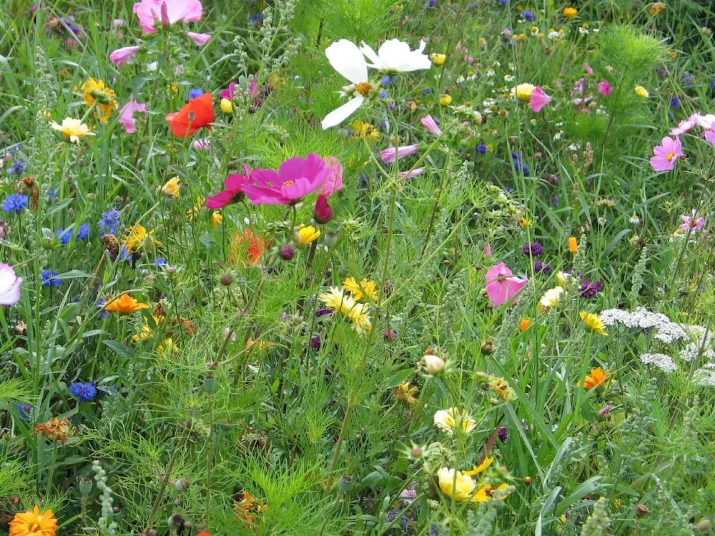 Pretty Cottage in La Chapelle-neuve Brittany With Jacuzzi