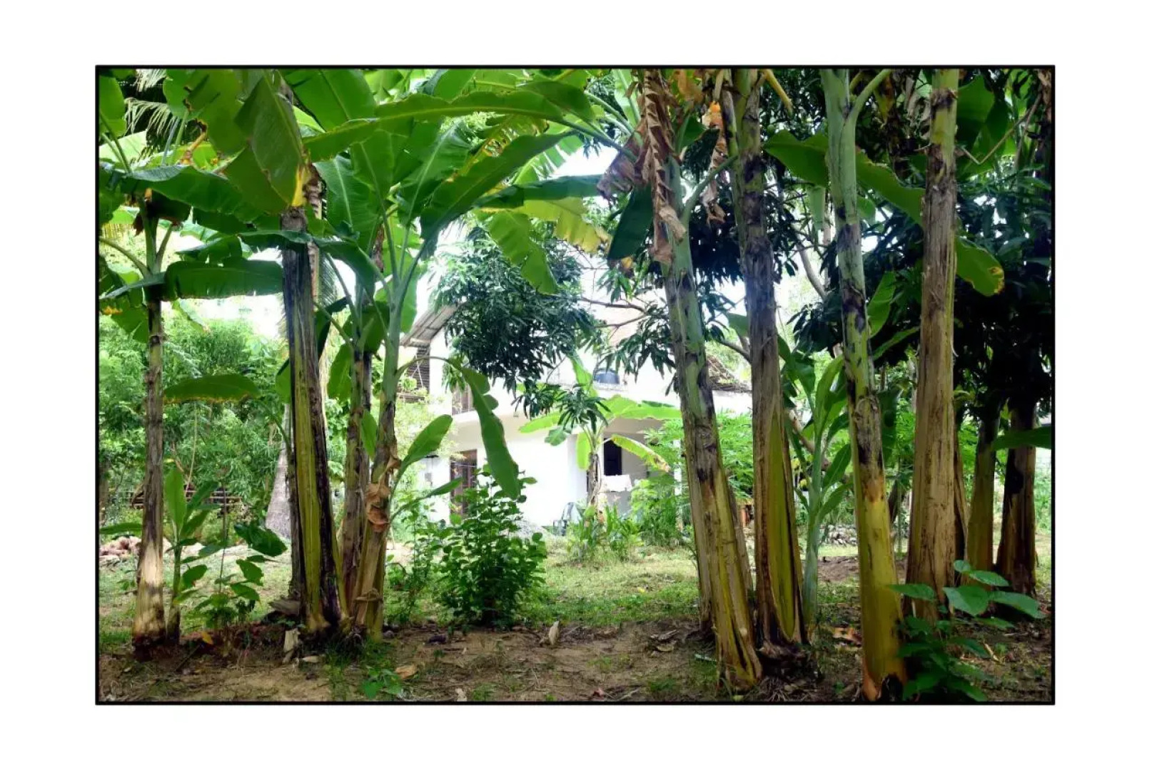 Sun and Green Eco Lodge