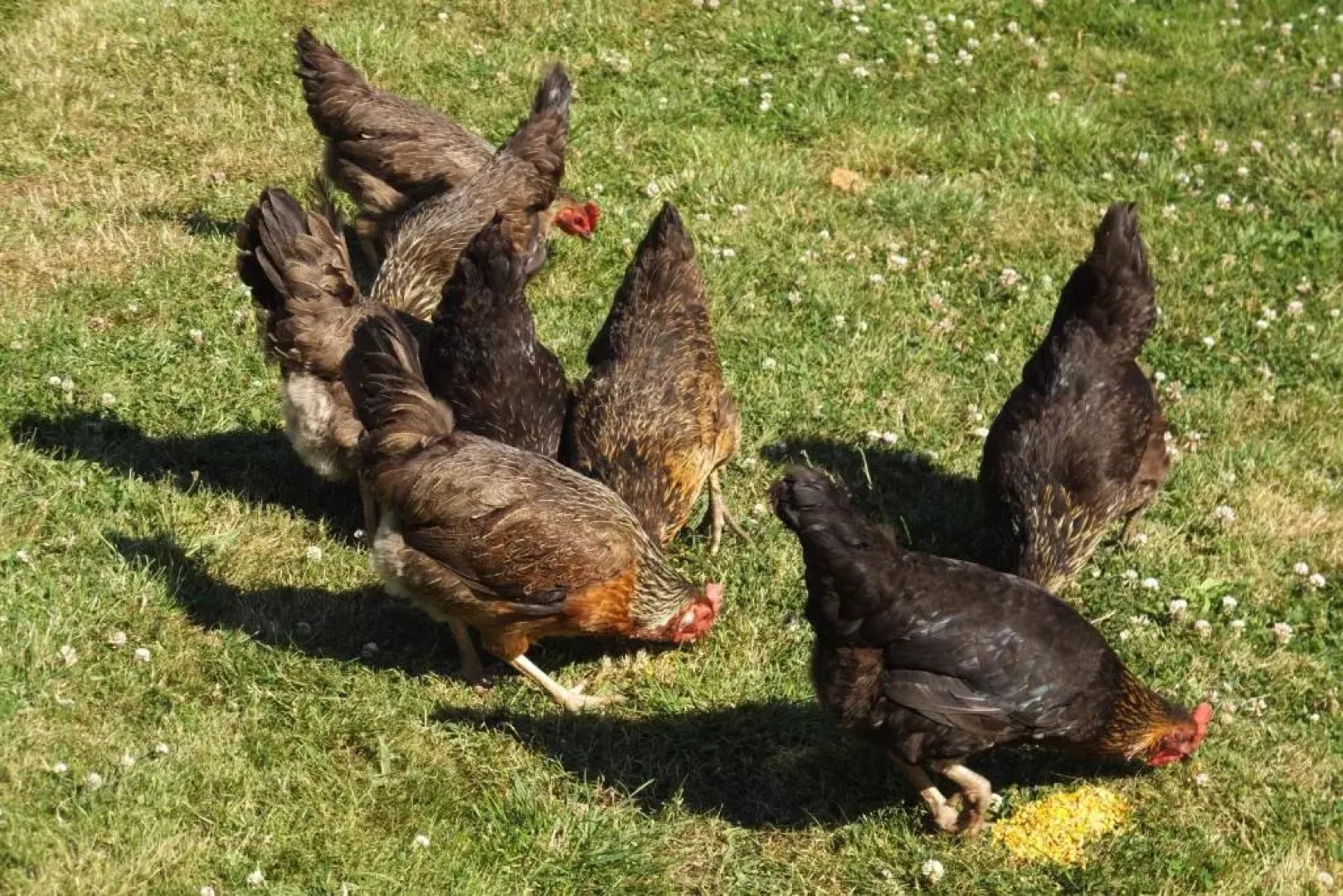 Rose Vean Bed & Breakfast