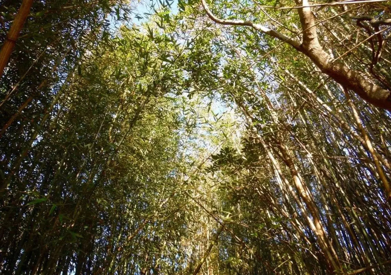 Seaside Guest House Plumeria