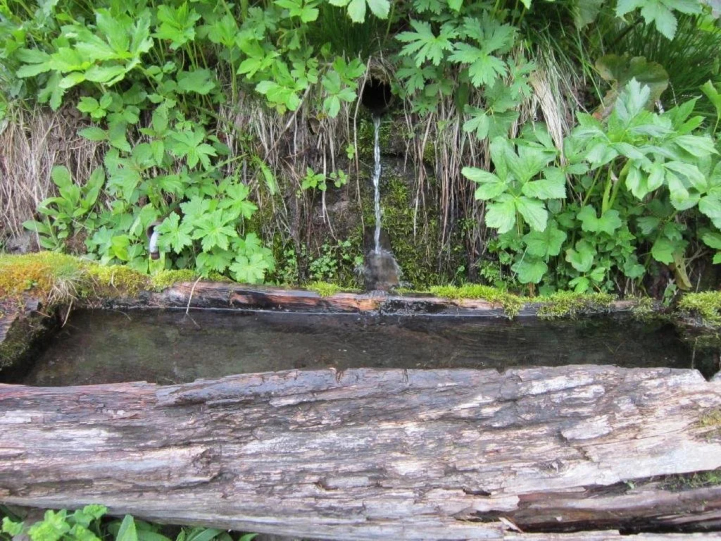 Zirbensuite Turracher Höhe