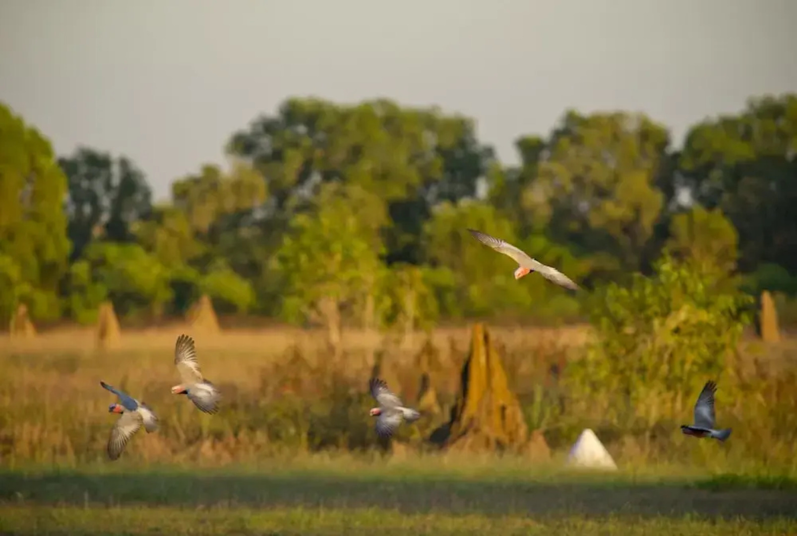 Breeze Holiday Parks   Mary River