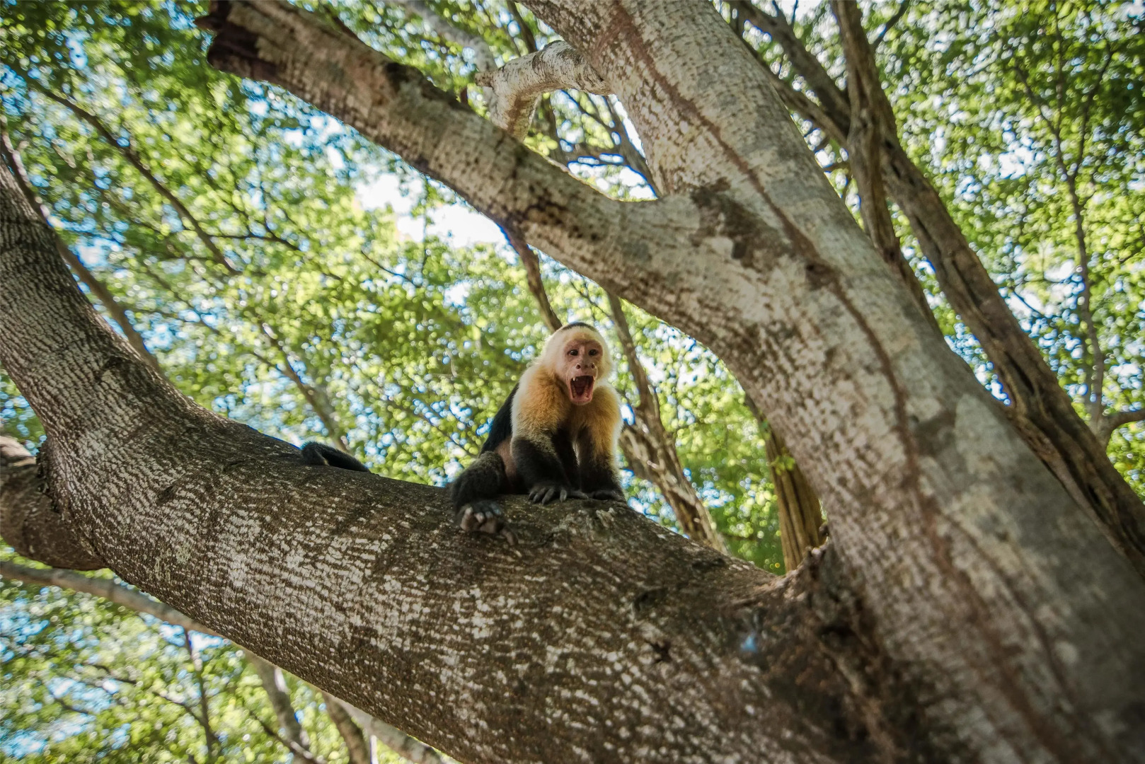 Occidental Papagayo - Adults Only - All inclusive