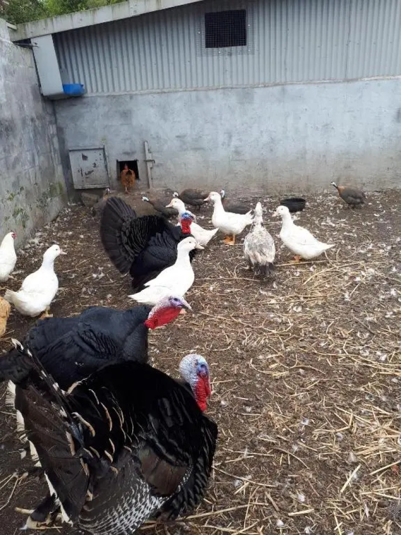 Les GREVILLEAS '' chambres et table d'hôtes