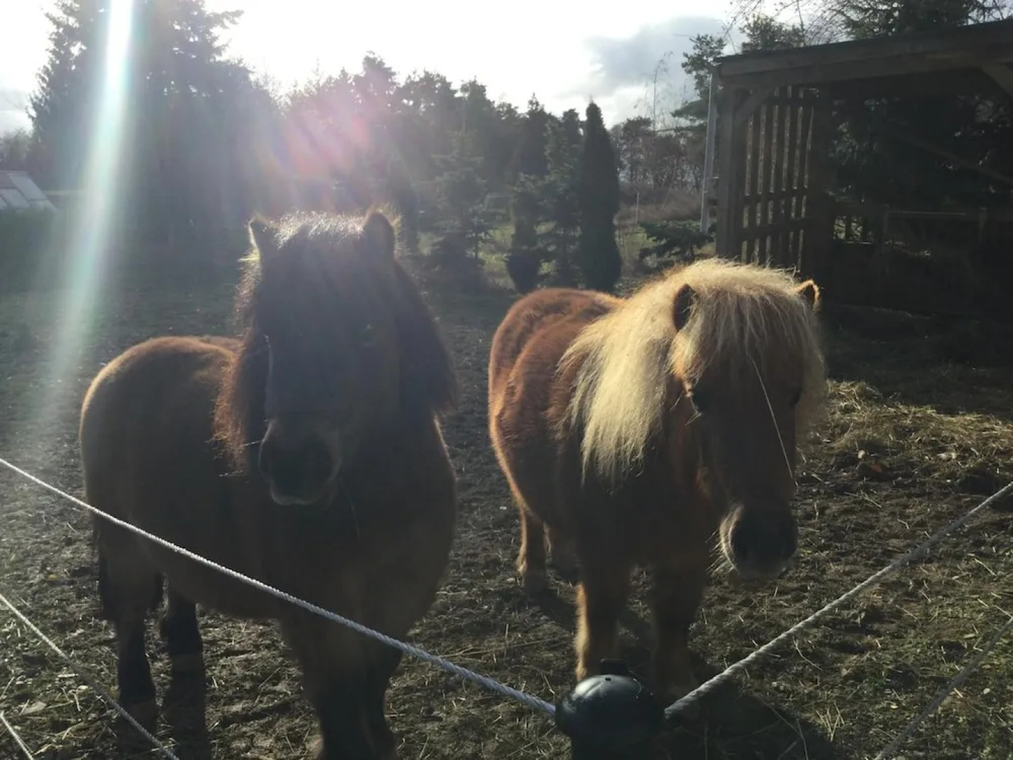 zu Jeddelohs Rosengarten Hotel & Bungalows