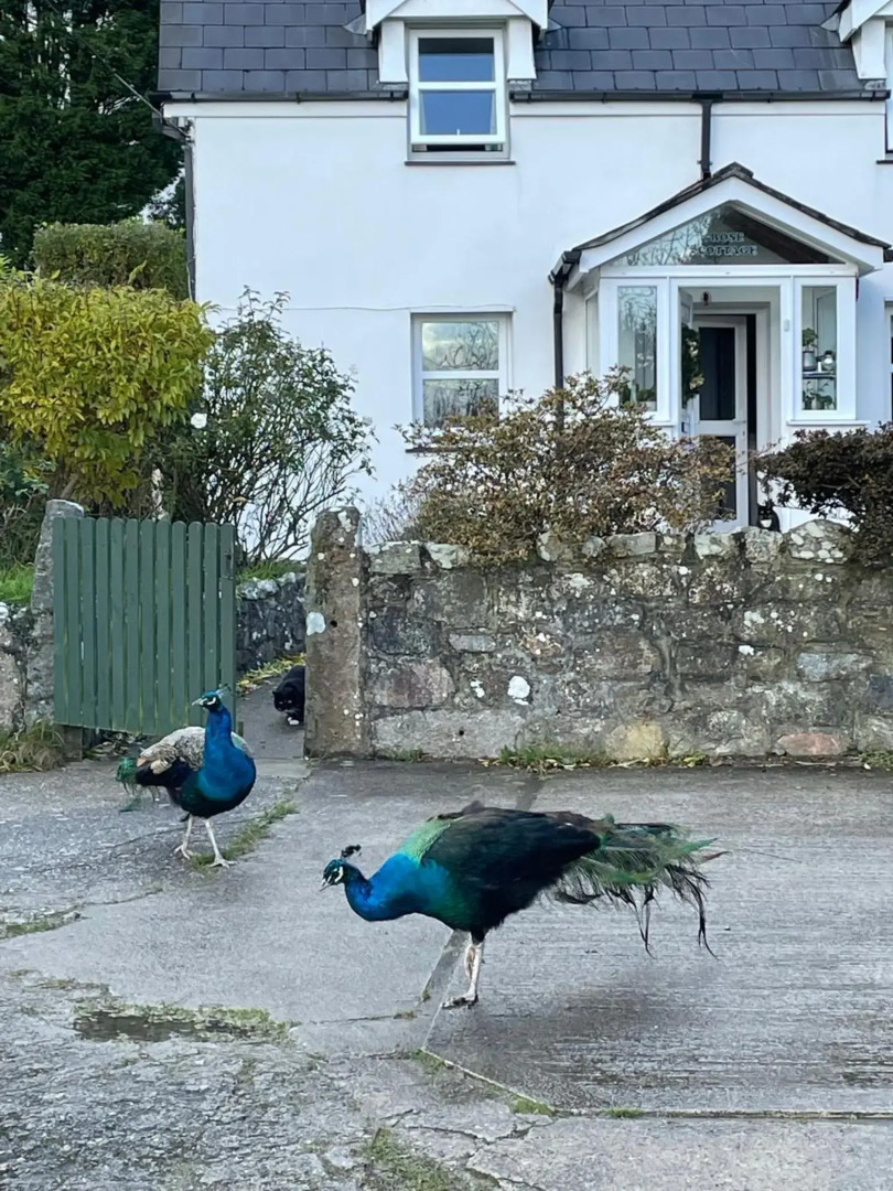 Rose Cottage Trevarren Saint Columb Cornwall TR96PJ