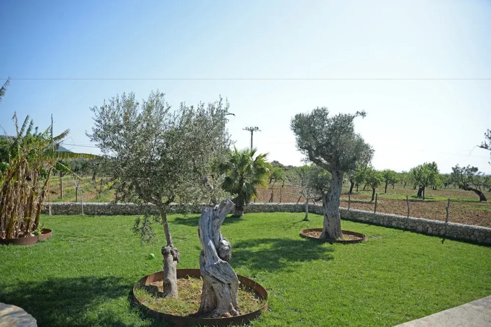 SA Parellada - Premium