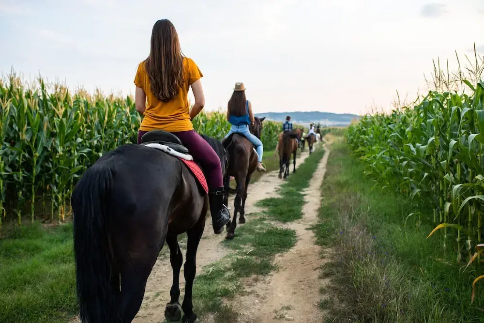 Casa Dives, Transylvania