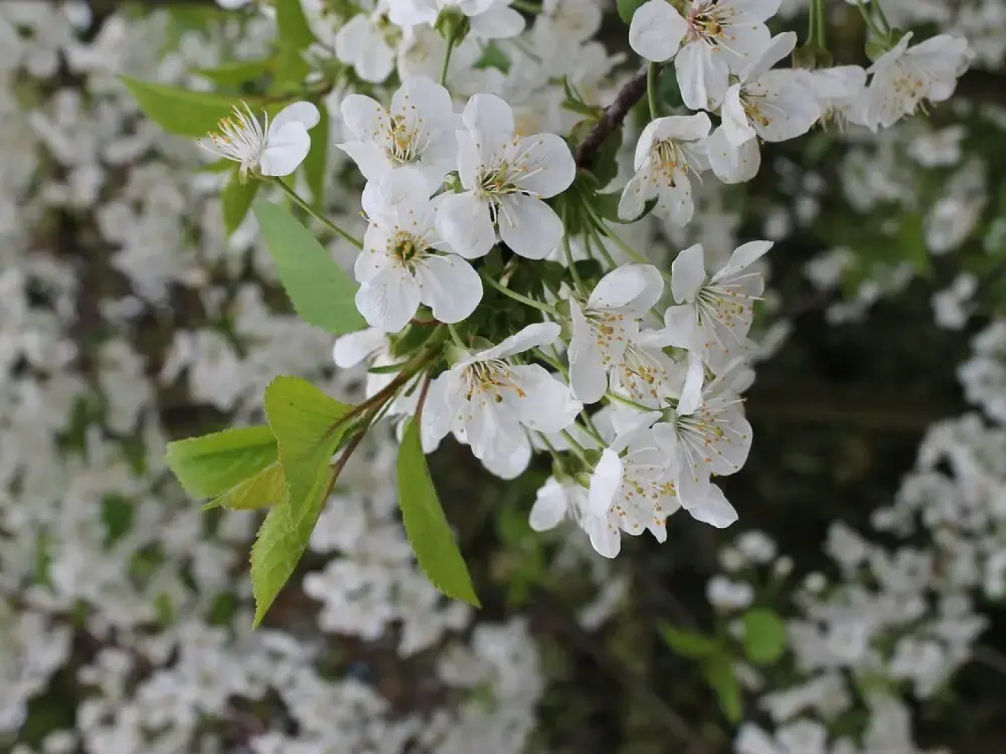 Quaint Holiday Home in Steffenshagen near Sea