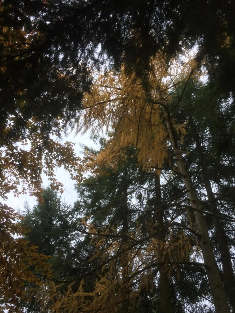 Ferienhaus-stadtkyll Beim Förster