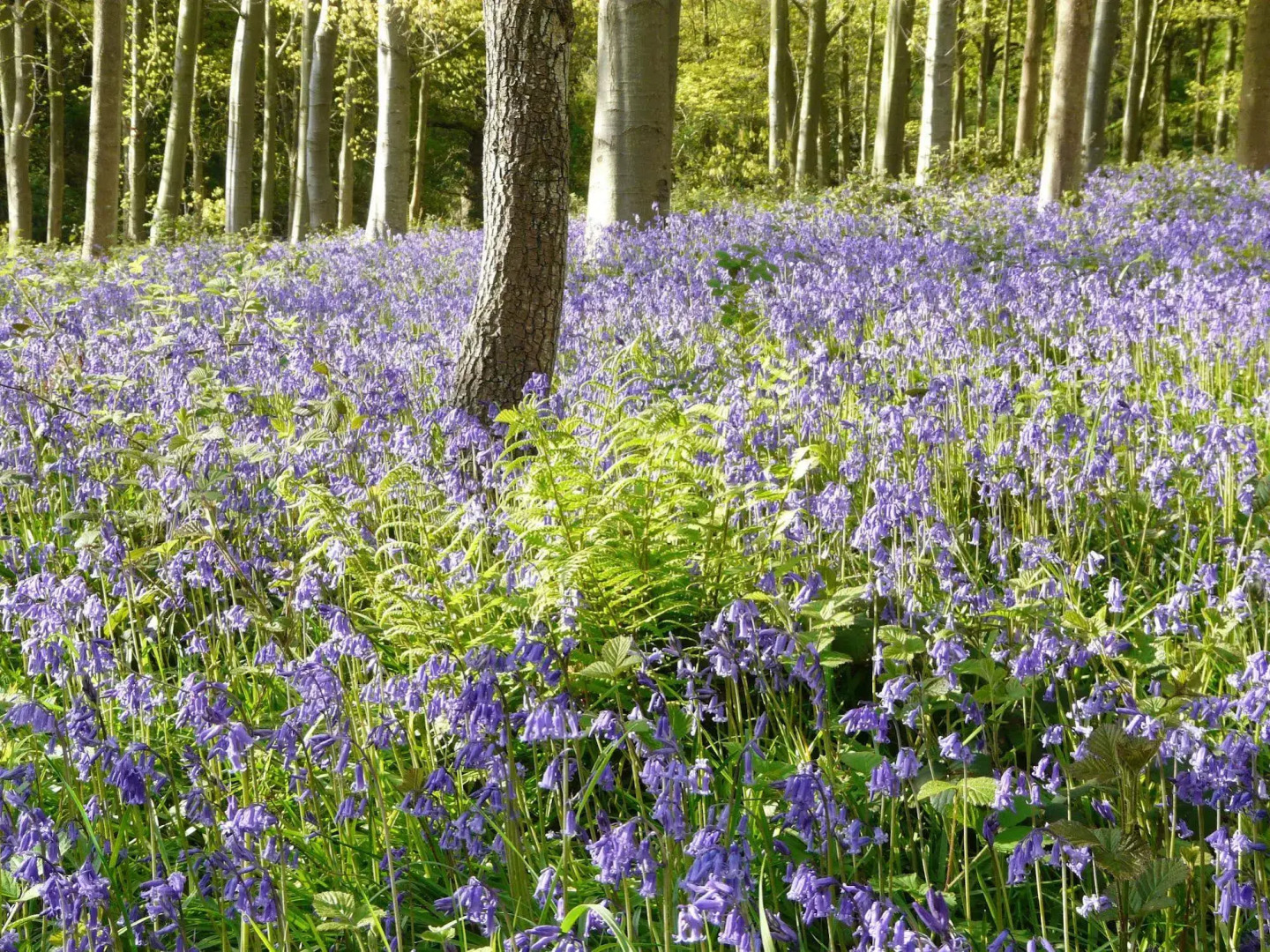 Three Ways House Hotel