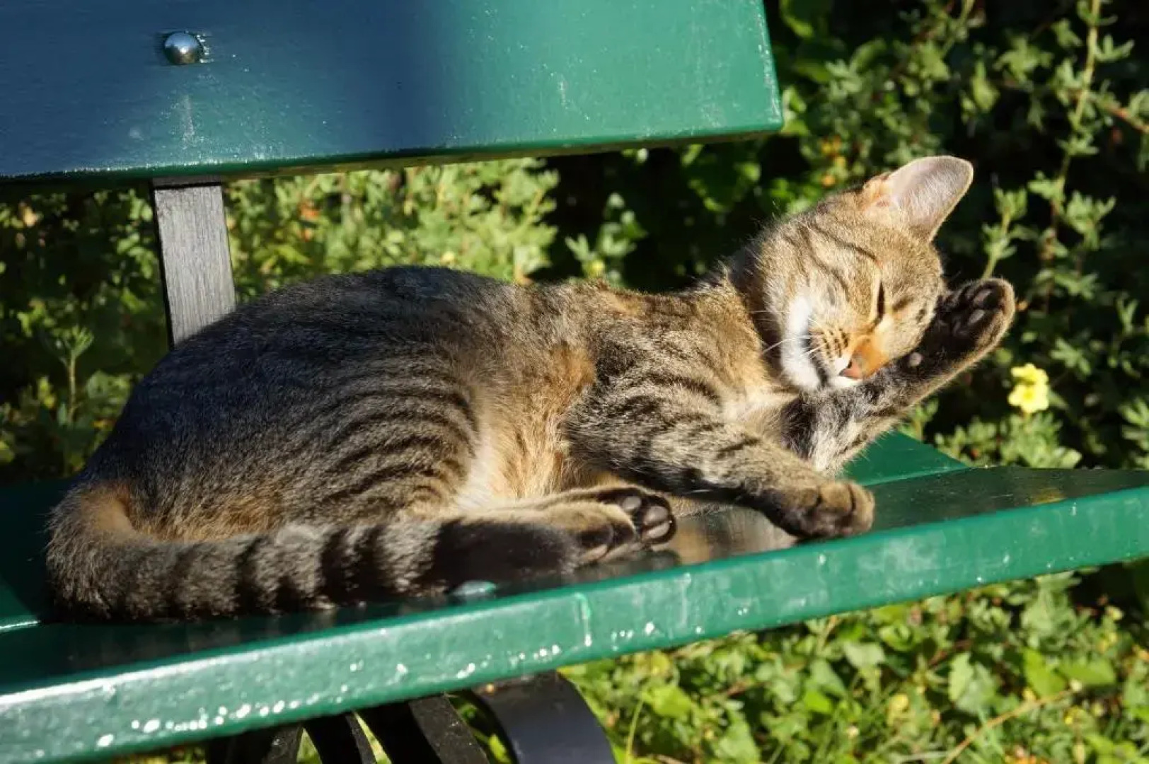 Bed and Breakfast Wildrose