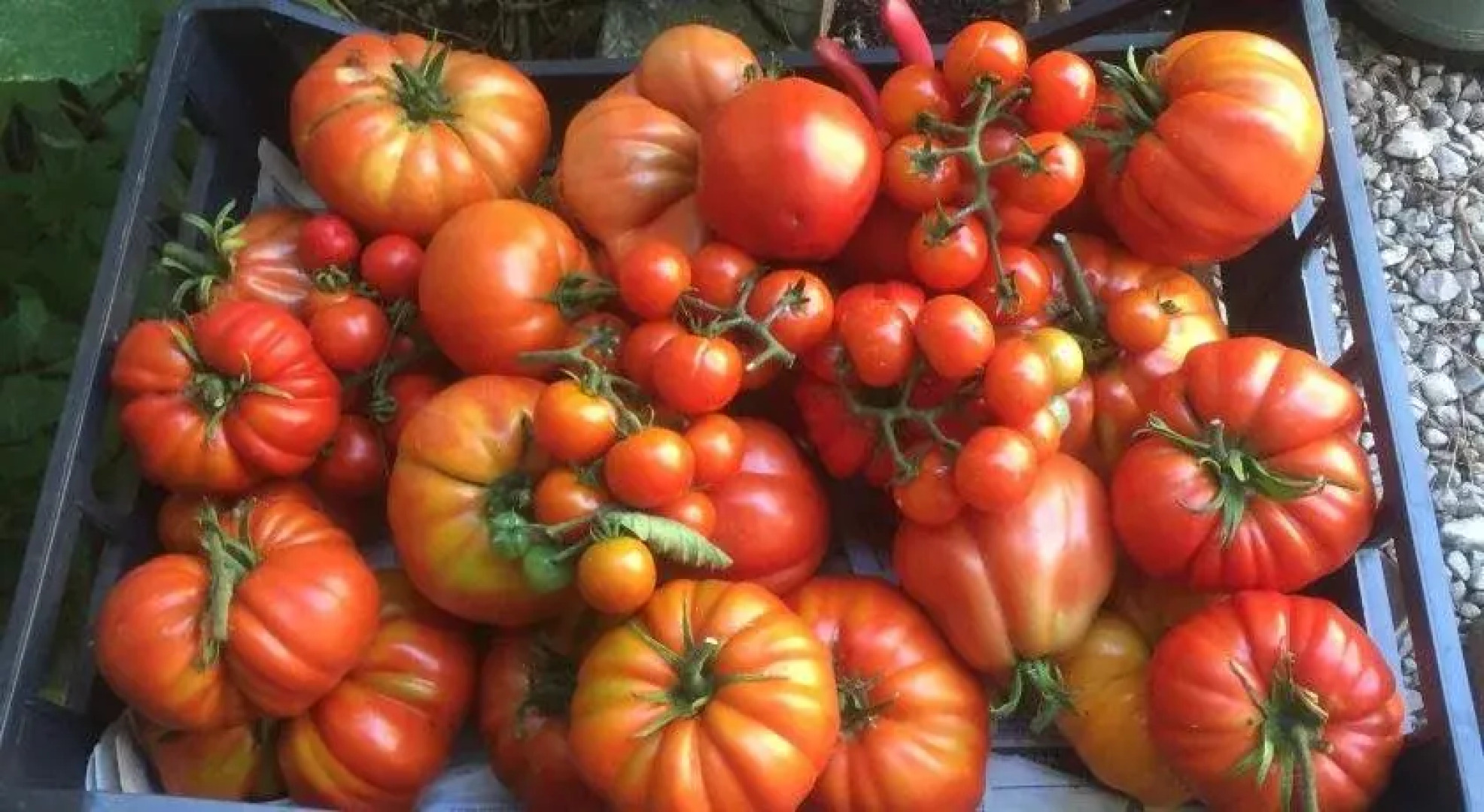 Domaine de la Bégude