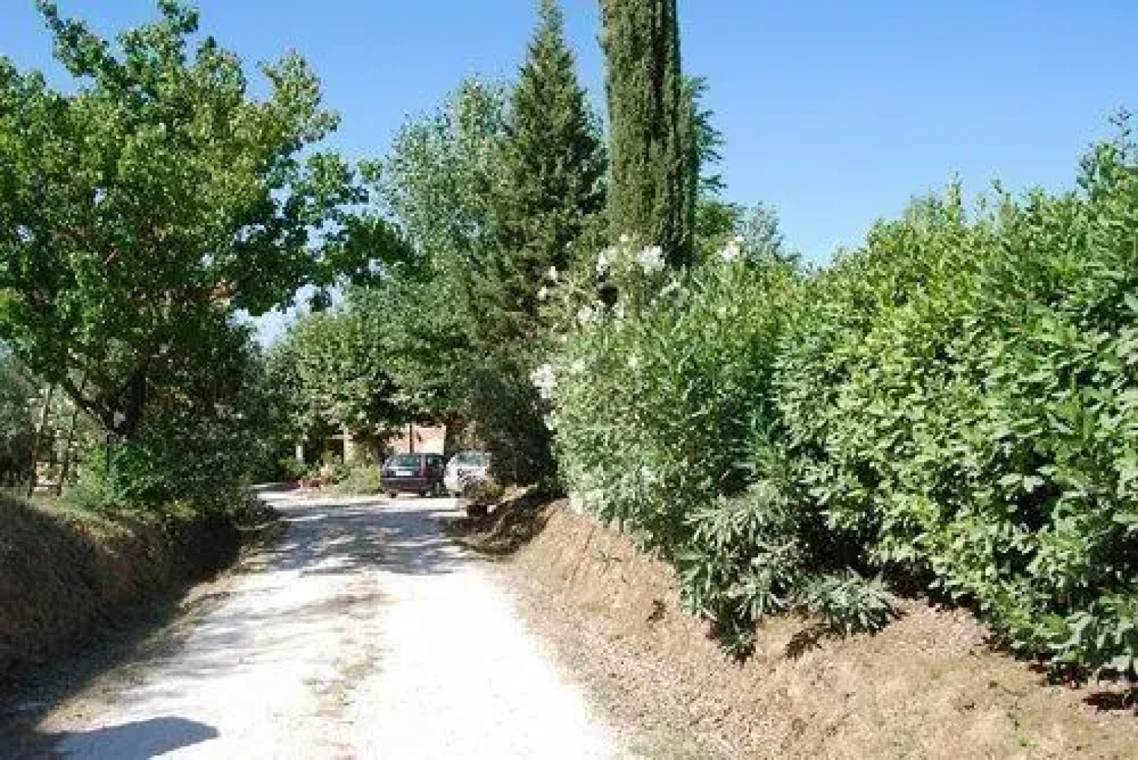 Tenuta il Pino