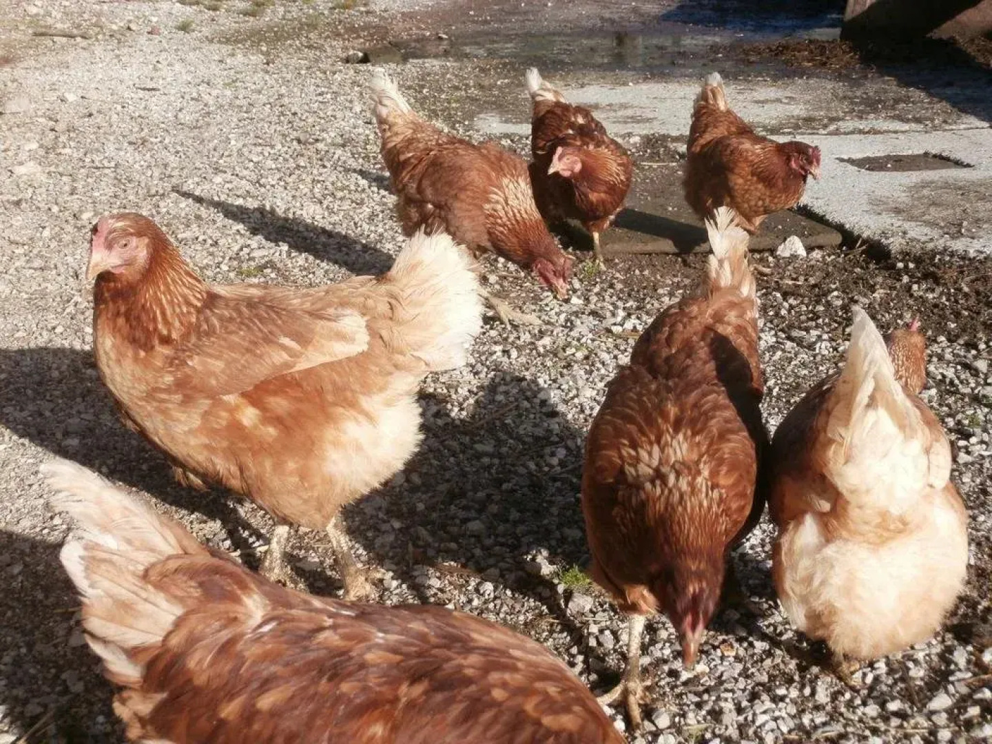 Ferienhaus Flatscher