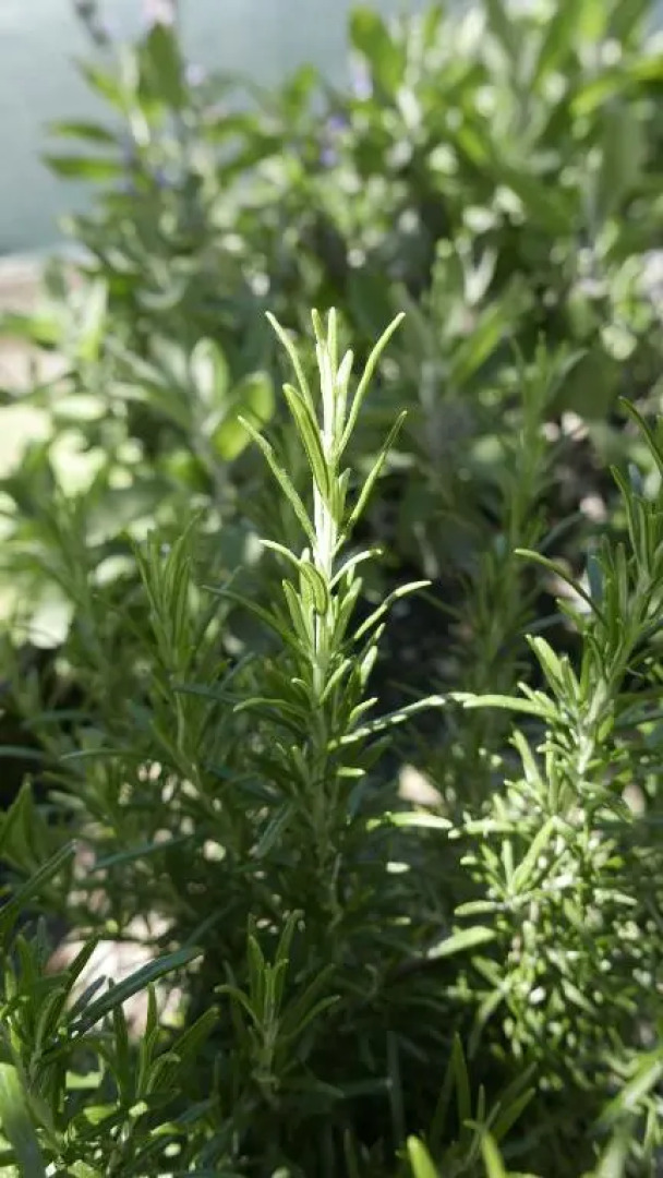 Quater Apartments - Tremezzina