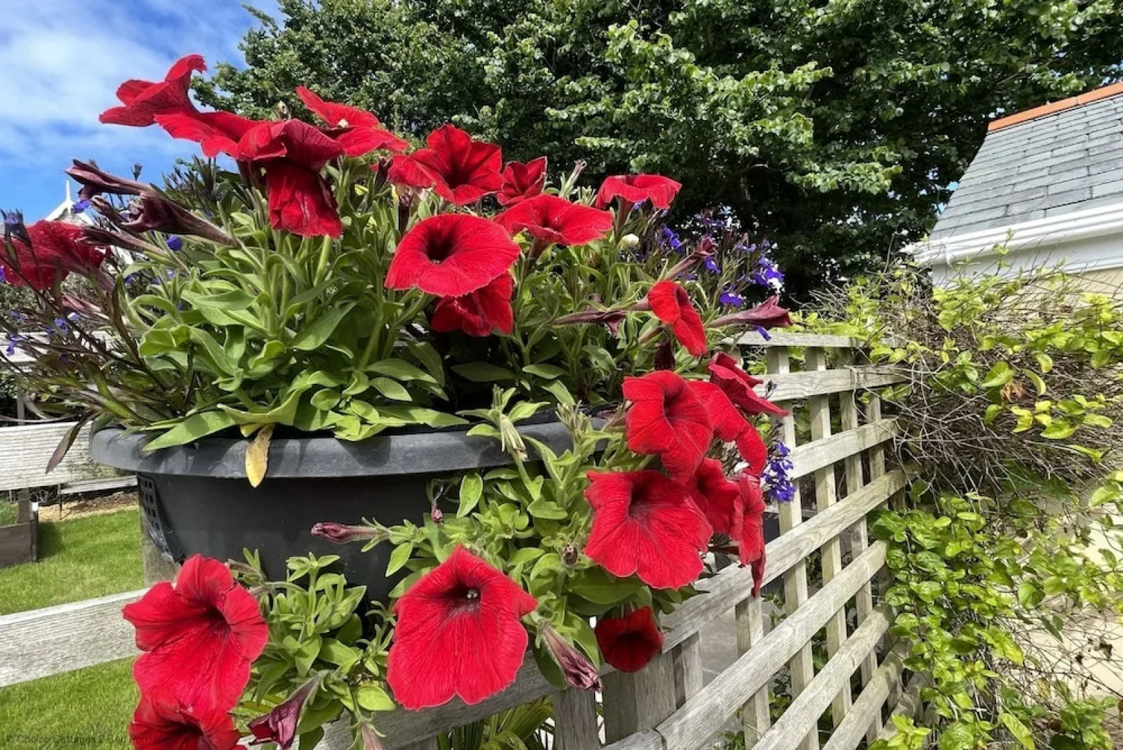Croyde Wonky Cottage 1 Bedroom