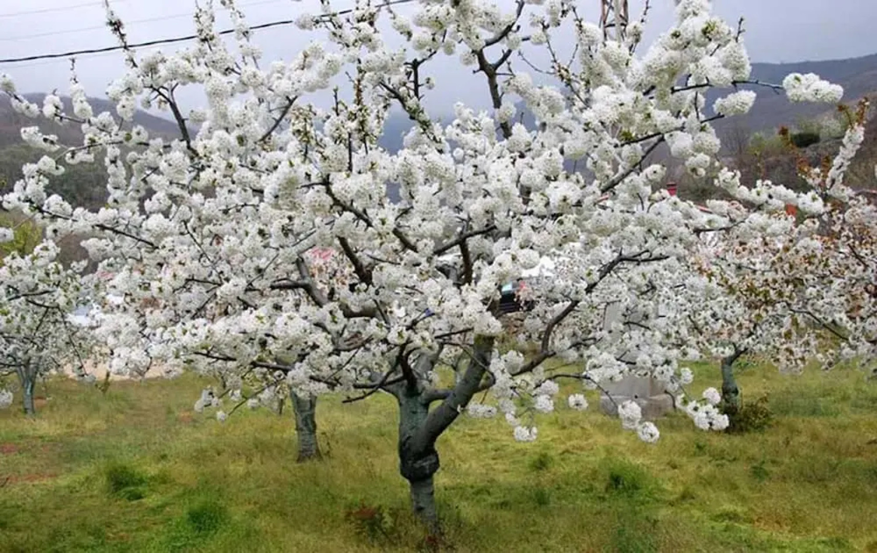 Apartamentos Valle del Jerte el Huerto del Cura