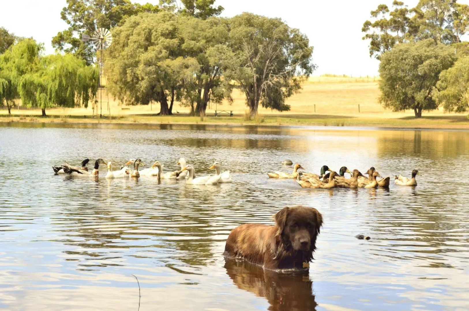 Diamond Forest Farm Stay