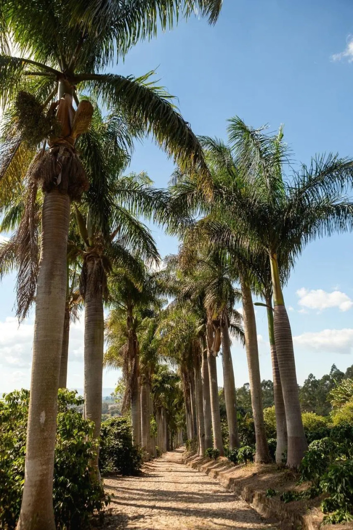 VOA Mirante Do Café