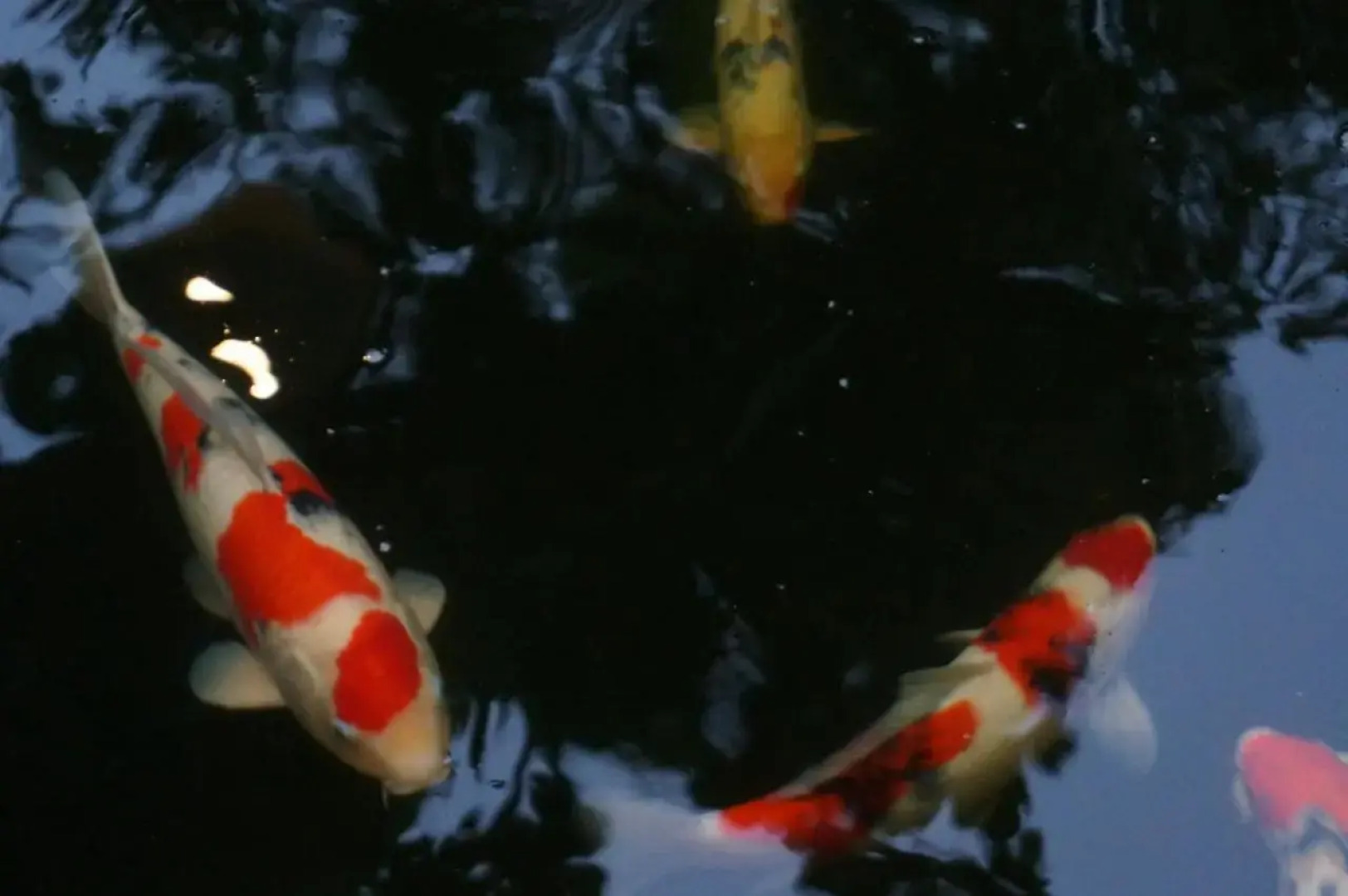 The Country Lake View Hotel