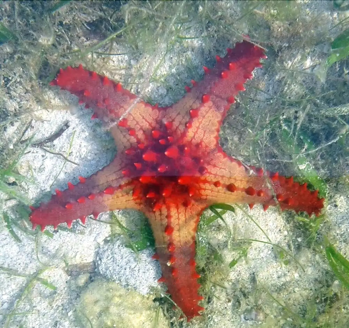 Islandia Beach Resort